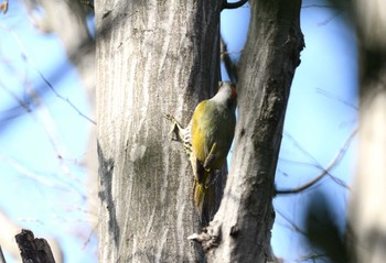 Japanese Green Woodpecker 緑ヶ丘霊園 Sat, 3/30/2024