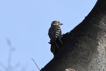 Japanese Pygmy Woodpecker 緑ヶ丘霊園 Sat, 3/30/2024