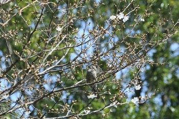 ヒヨドリ 緑ヶ丘霊園 2024年3月30日(土)