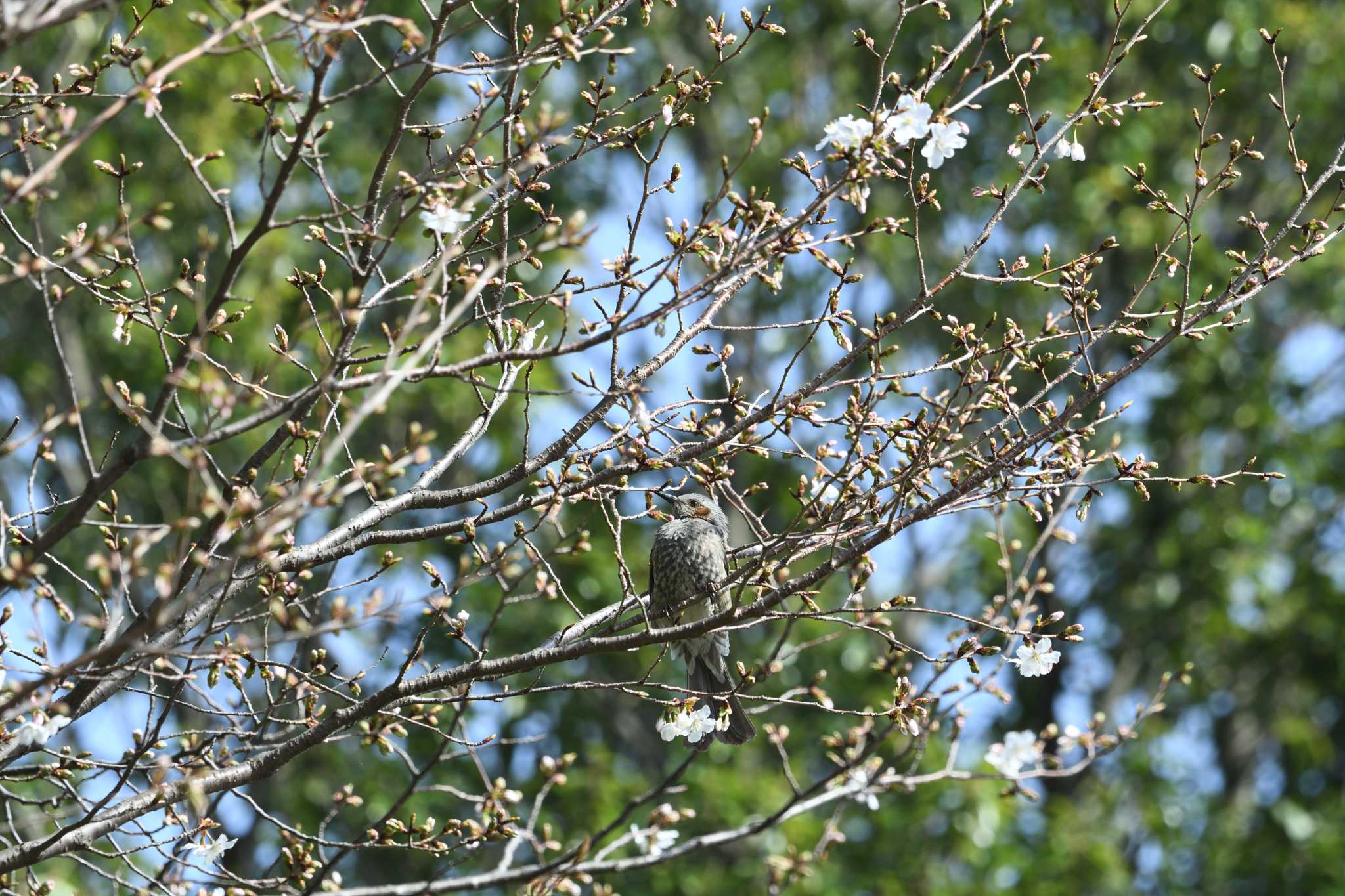 Brown-eared Bulbul