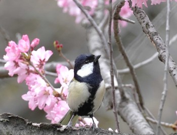 Japanese Tit Osaka castle park Thu, 3/28/2024