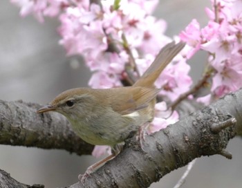 Japanese Bush Warbler Osaka castle park Thu, 3/28/2024