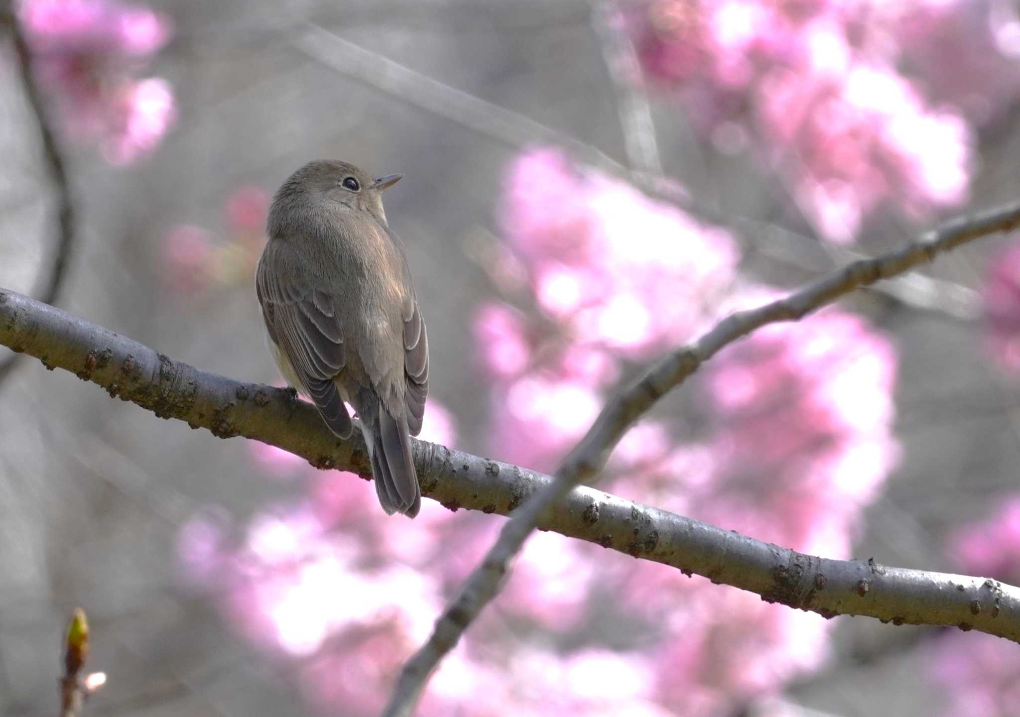 桜とニシオジロビタキ by jasmine