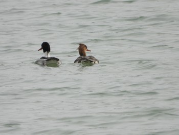 Red-breasted Merganser Unknown Spots Sat, 3/30/2024