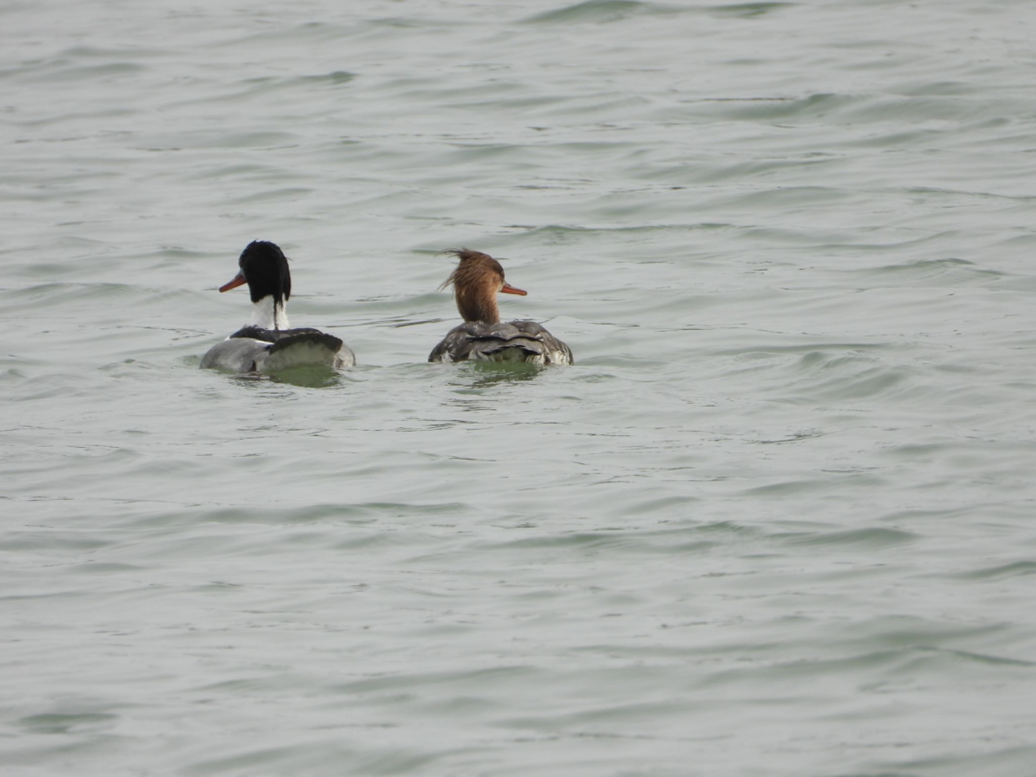 Photo of Red-breasted Merganser at  by Shin