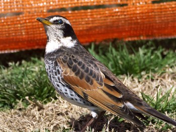 Dusky Thrush 荒川河川敷 Mon, 3/11/2024