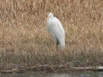 Great Egret(modesta)  Unknown Spots Sat, 3/30/2024