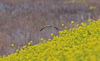 ハイイロチュウヒ 場所が不明 2024年3月30日(土)