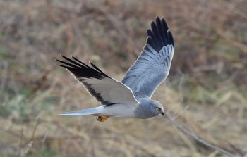 Hen Harrier Unknown Spots Sat, 3/30/2024