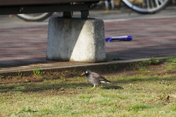 White-cheeked Starling 近所の公園 Sat, 3/30/2024