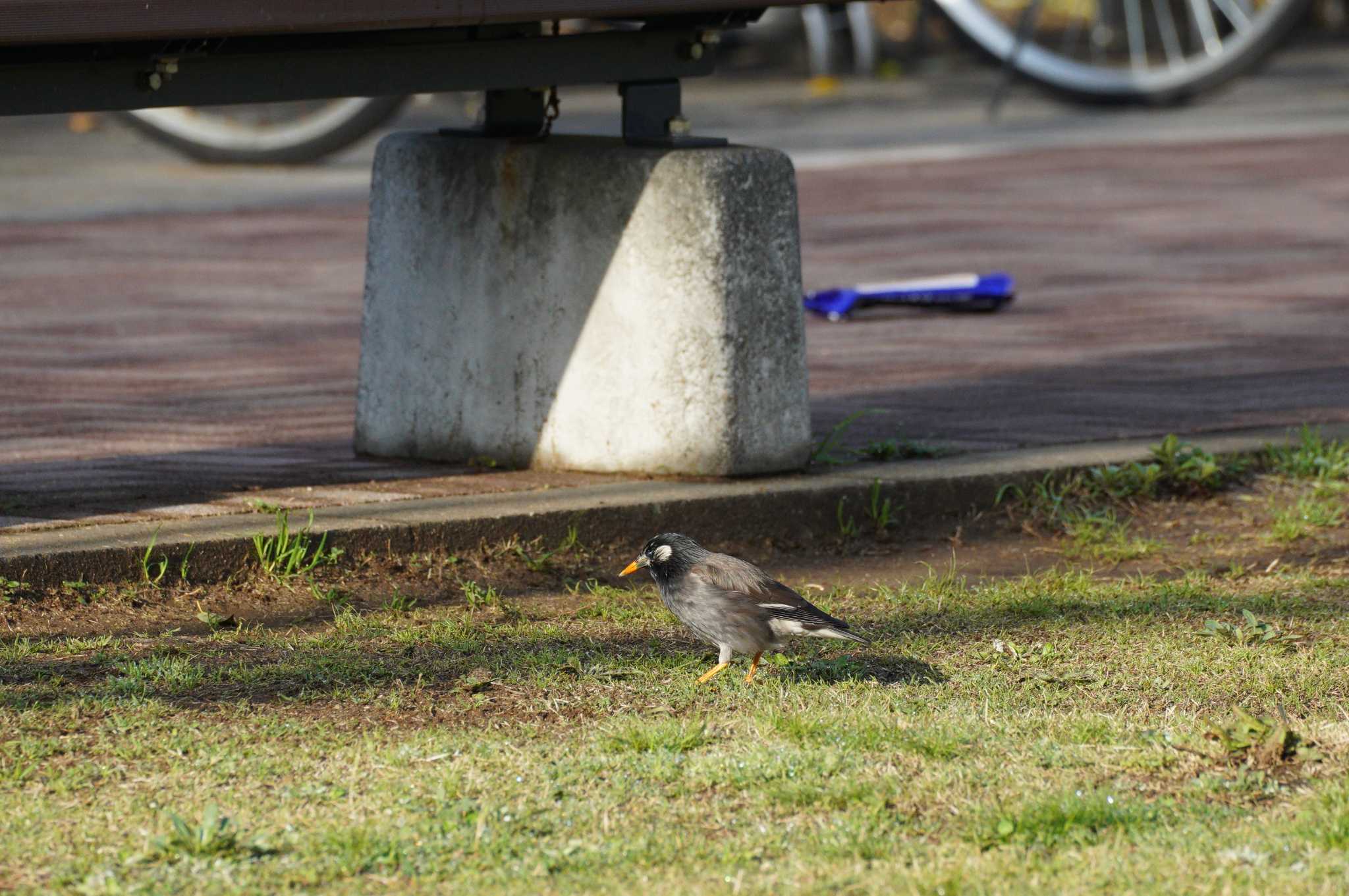 Photo of White-cheeked Starling at 近所の公園 by とろぴたる