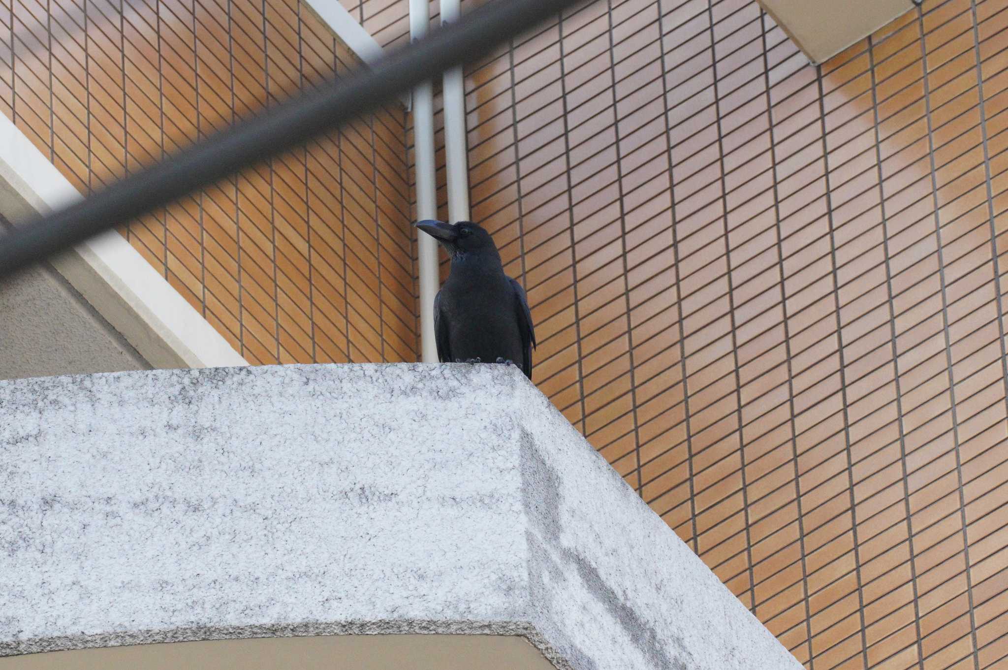 Photo of Large-billed Crow at 近所のマンション by とろぴたる