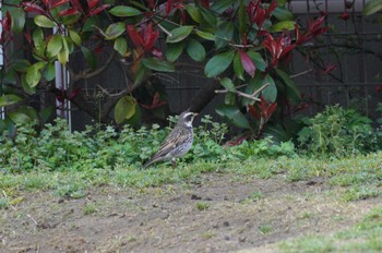 Dusky Thrush 近所の公園 Sat, 3/30/2024