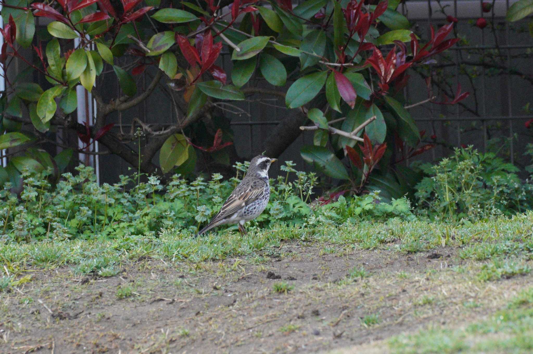 Photo of Dusky Thrush at 近所の公園 by とろぴたる