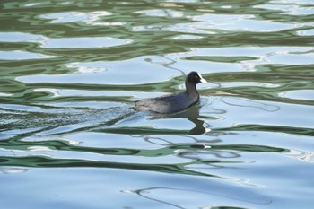 Eurasian Coot 旧江戸川 Sat, 3/30/2024