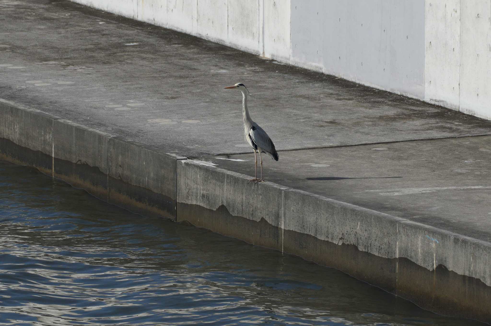 Photo of Grey Heron at 妙見島 by とろぴたる