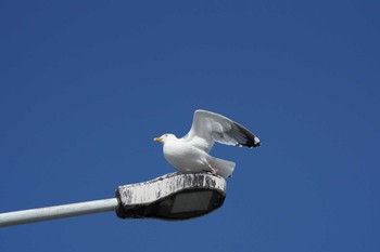 Vega Gull 浦安橋 Sat, 3/30/2024