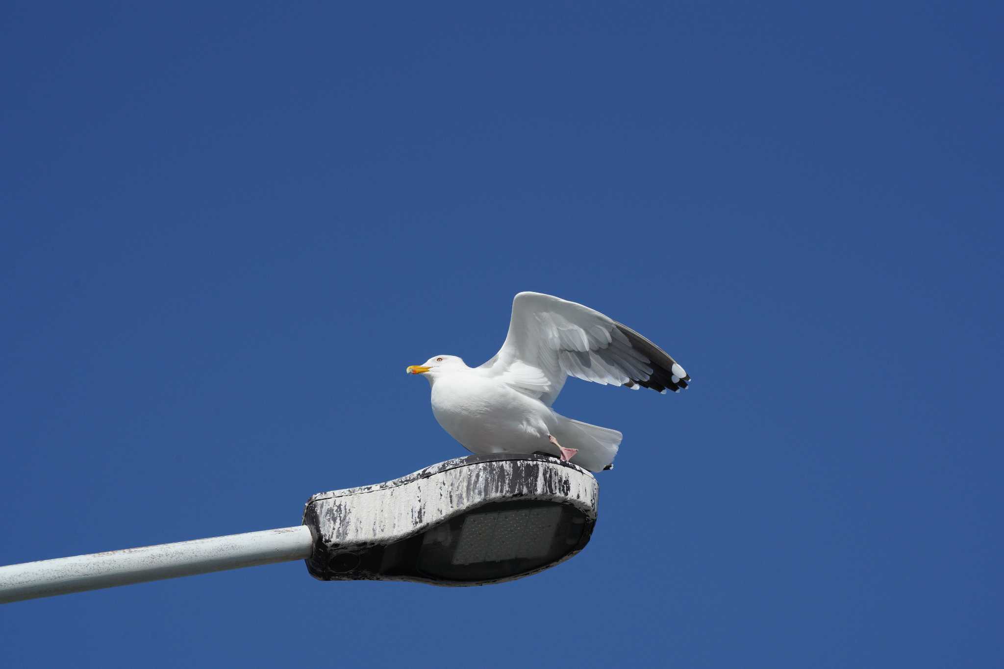 Photo of Vega Gull at 浦安橋 by とろぴたる