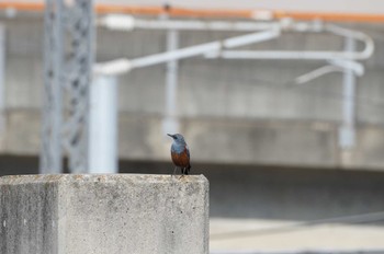 Blue Rock Thrush 妙典公園 Sat, 3/30/2024