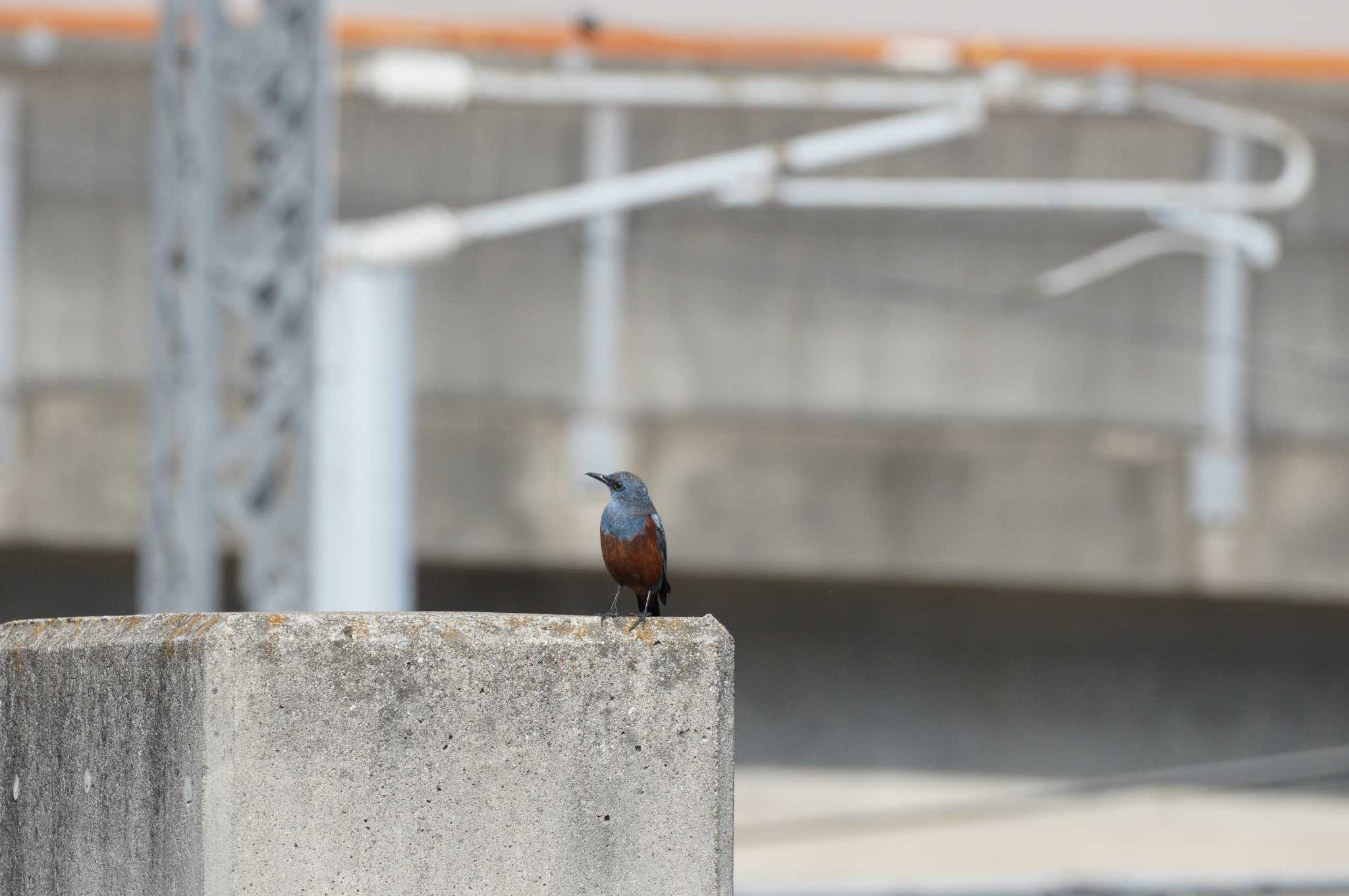 Photo of Blue Rock Thrush at 妙典公園 by とろぴたる