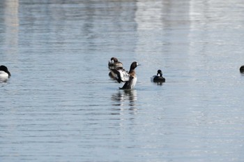 Greater Scaup 江戸川河川敷 Sat, 3/30/2024