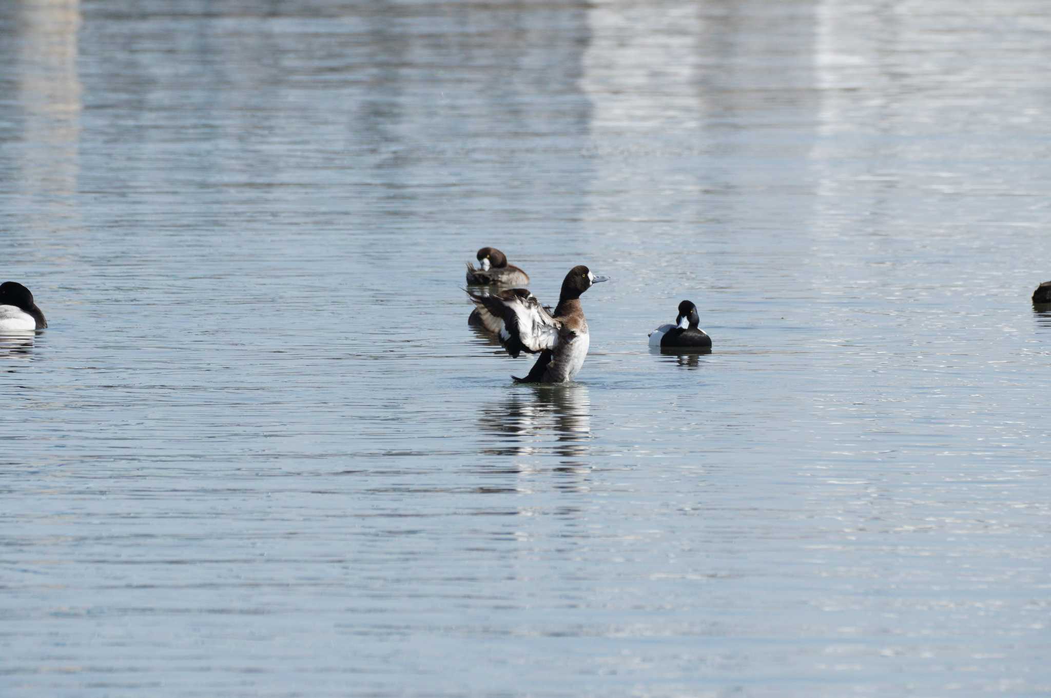 Photo of Greater Scaup at 江戸川河川敷 by とろぴたる