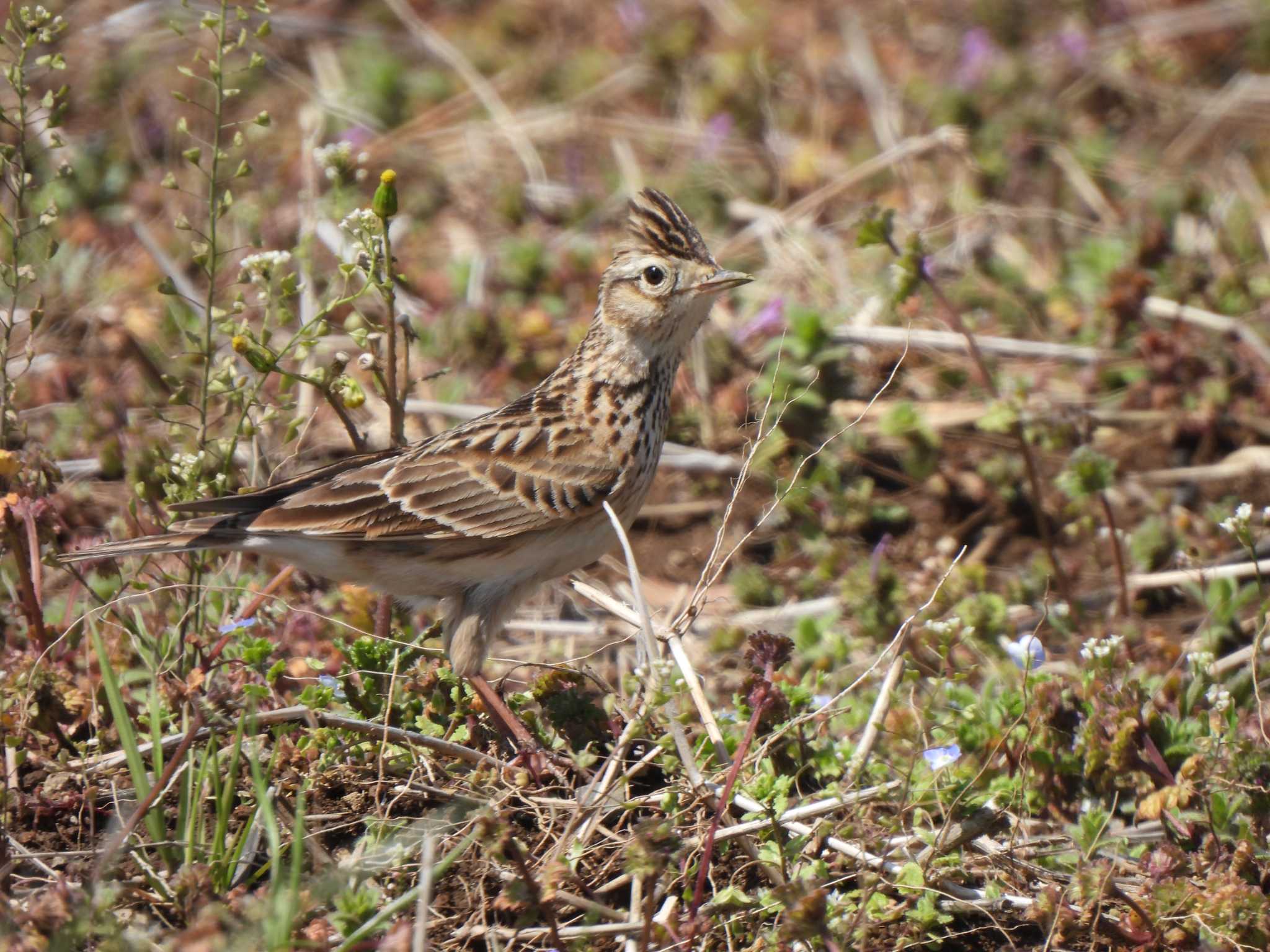 Eurasian Skylark