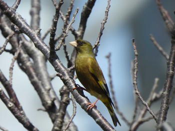 カワラヒワ 茅ヶ崎小出川 2024年3月30日(土)