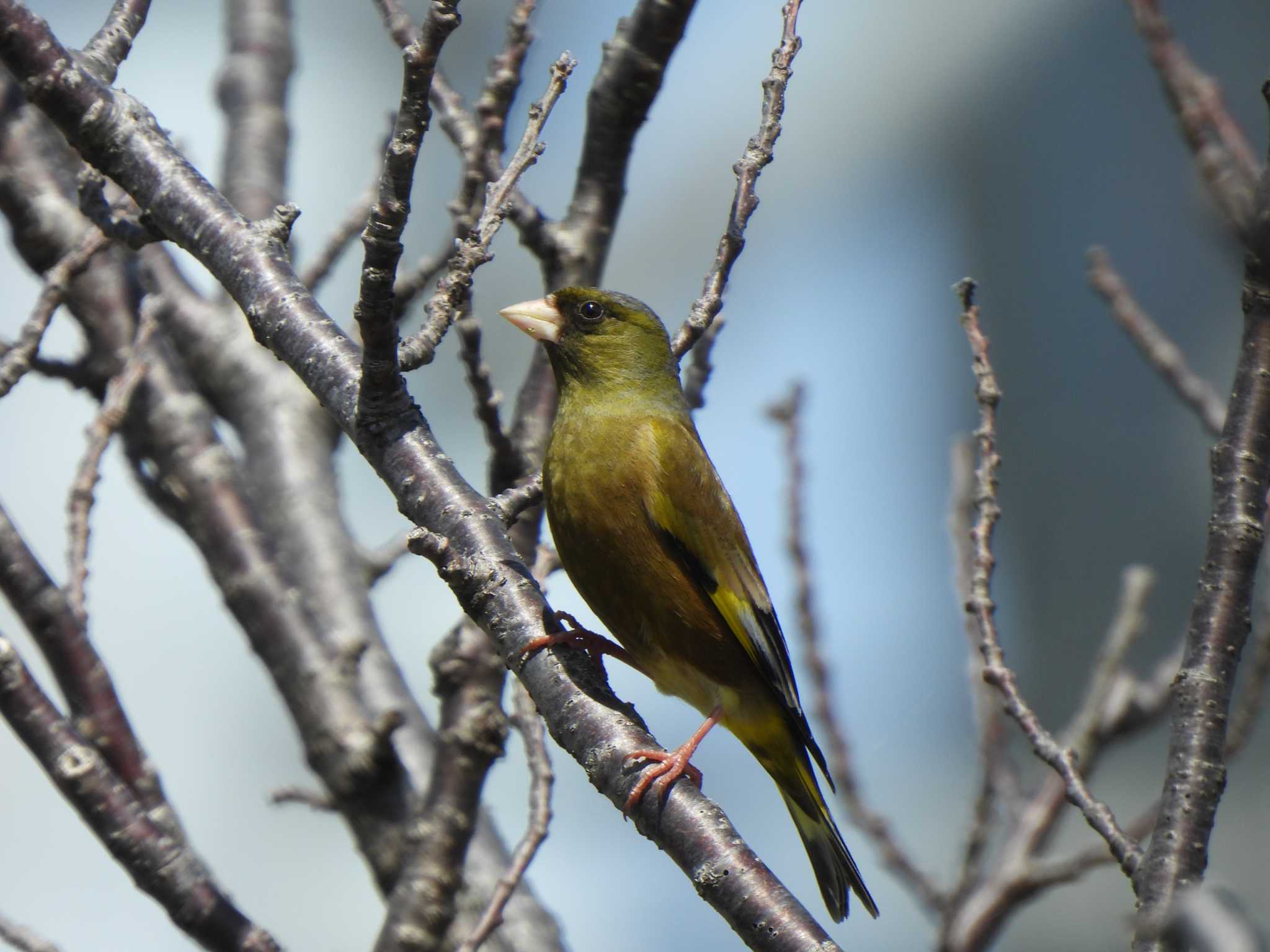 Grey-capped Greenfinch