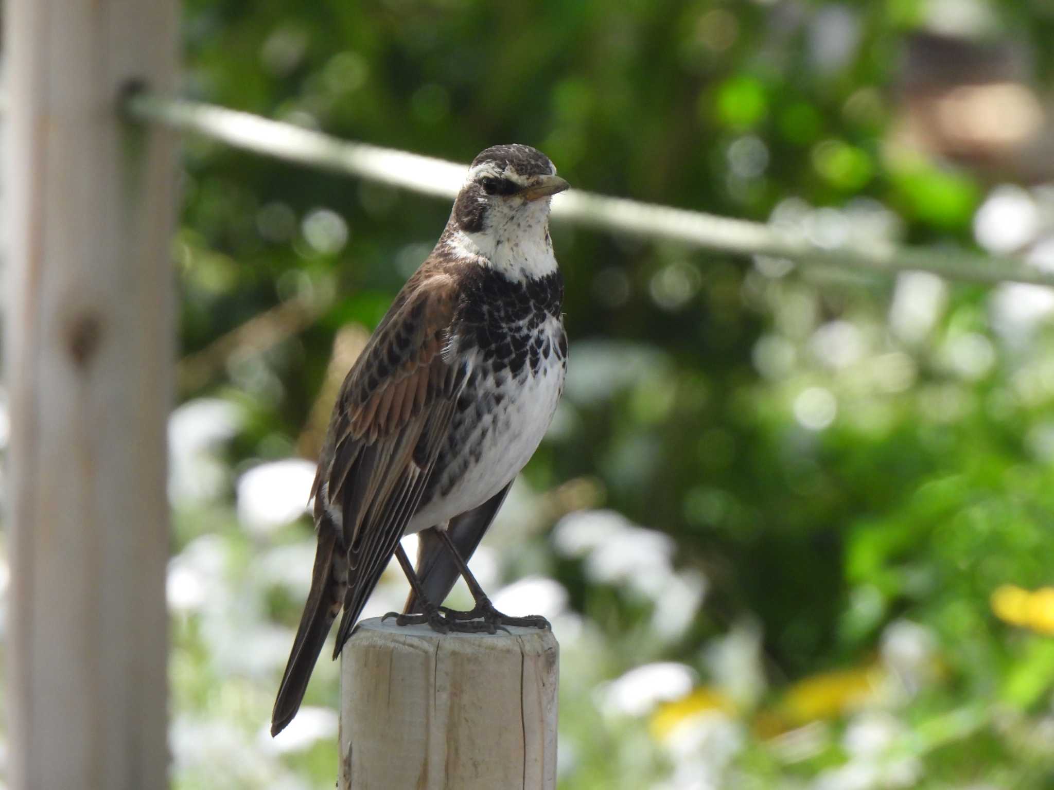 Photo of Dusky Thrush at 茅ヶ崎小出川 by こむぎこねこ