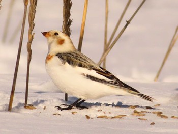 Snow Bunting 鵡川河口 Sun, 1/28/2024