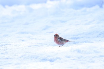 Pallas's Rosefinch 岡谷林道 Sun, 2/11/2024