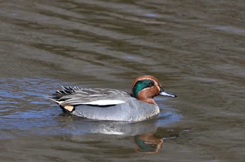 Eurasian Teal 坂田ヶ池総合公園 Sun, 2/11/2024