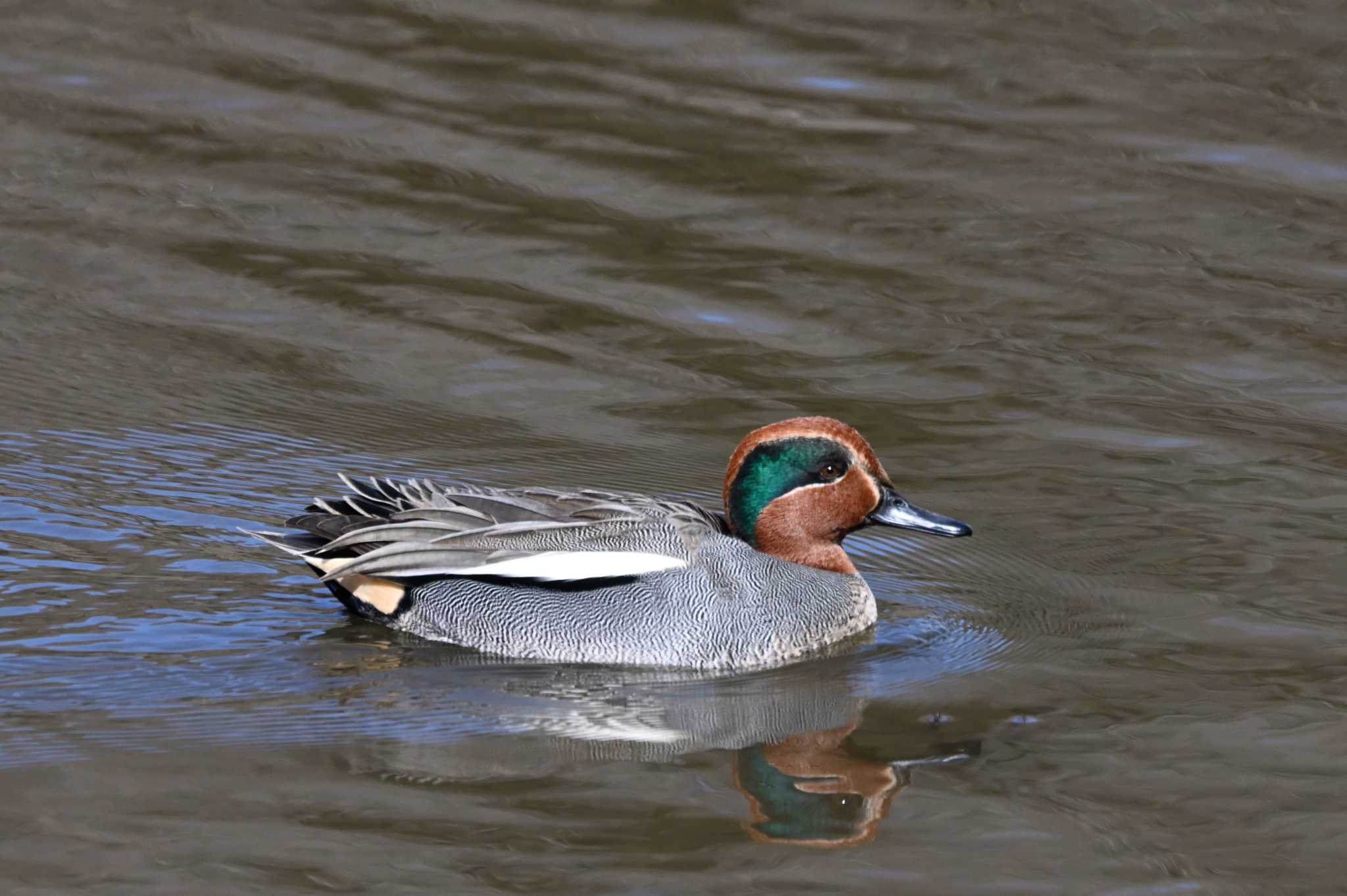 Eurasian Teal