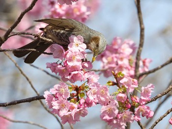Sat, 3/30/2024 Birding report at 大阪淀川河川公園