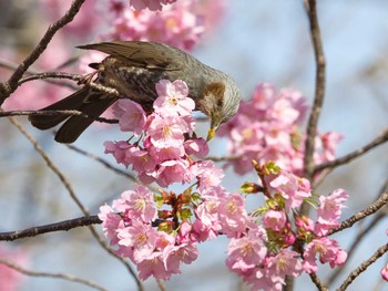 ヒヨドリ 大阪淀川河川公園 2024年3月30日(土)