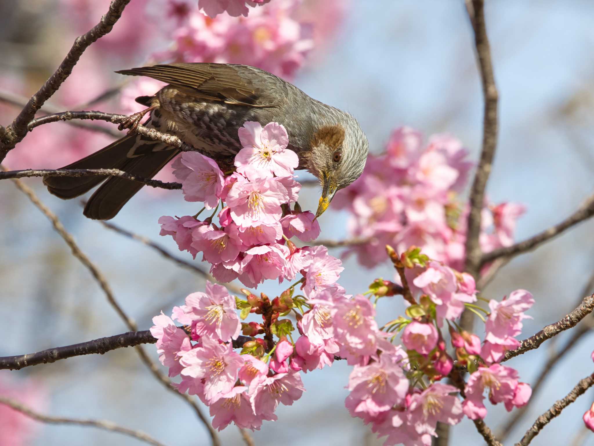 Photo of Brown-eared Bulbul at 大阪淀川河川公園 by アカウント15049