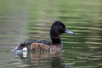 Baer's Pochard Unknown Spots Thu, 3/28/2024