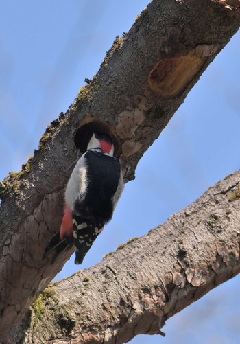 アカゲラ 秋ヶ瀬公園 2024年3月30日(土)