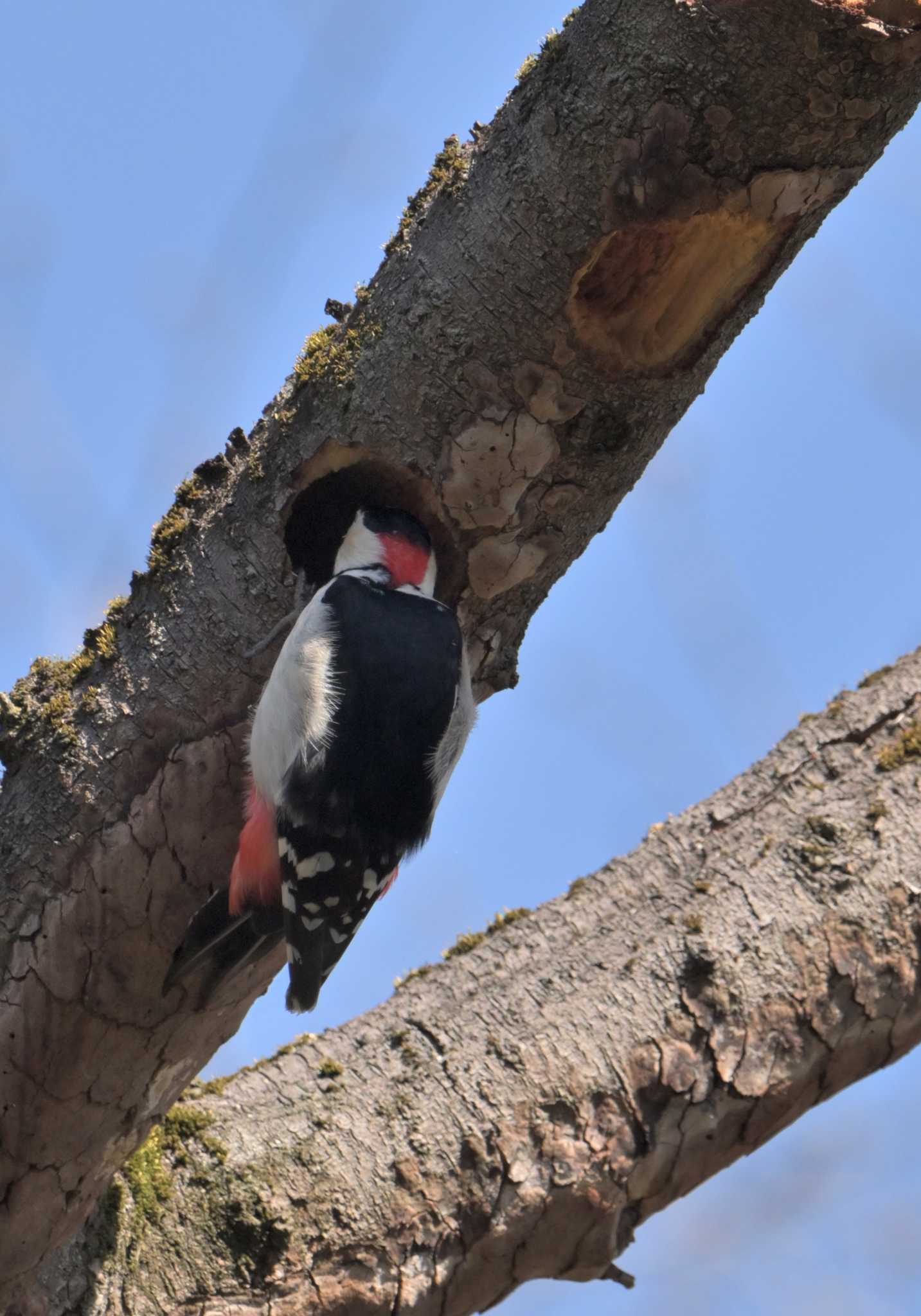 Great Spotted Woodpecker