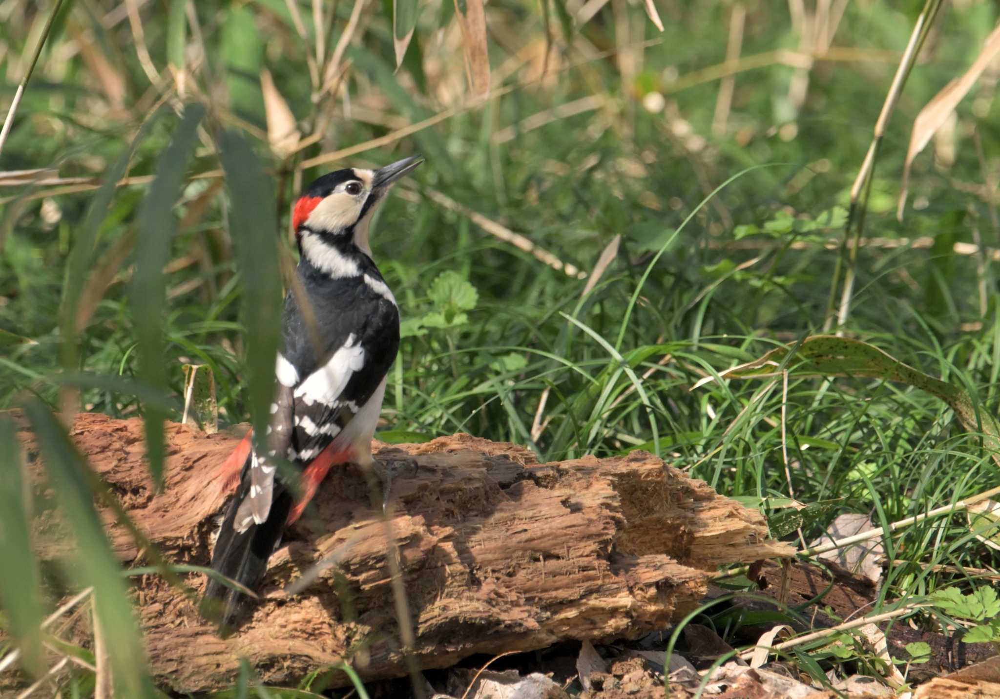 Photo of Great Spotted Woodpecker at Akigase Park by ヤマガラ専科