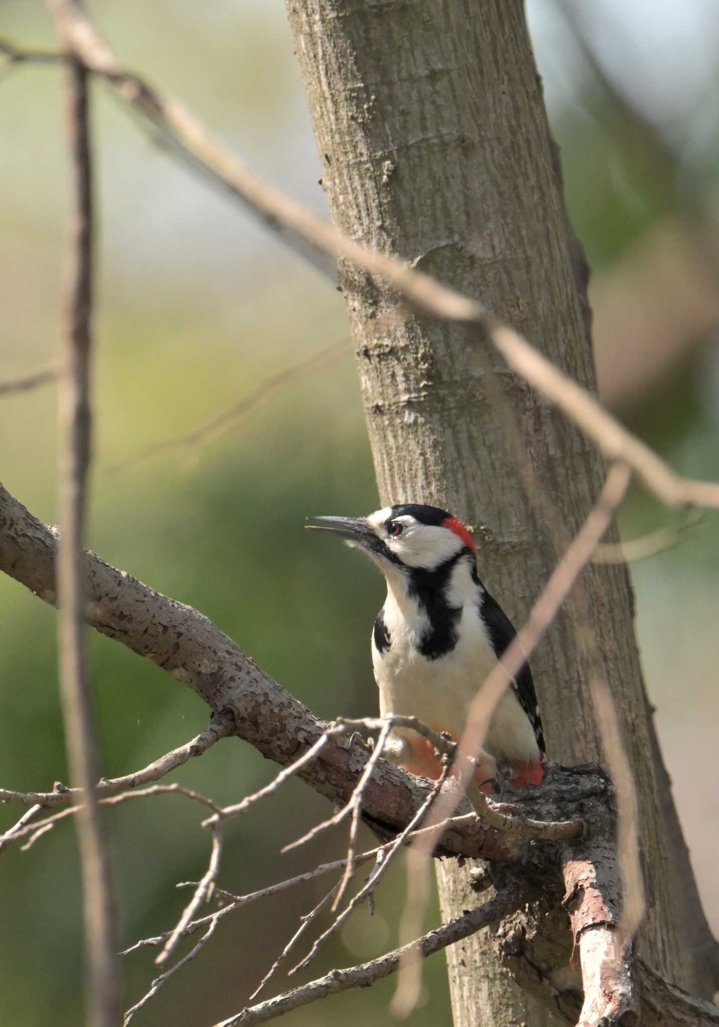 Photo of Great Spotted Woodpecker at Akigase Park by ヤマガラ専科