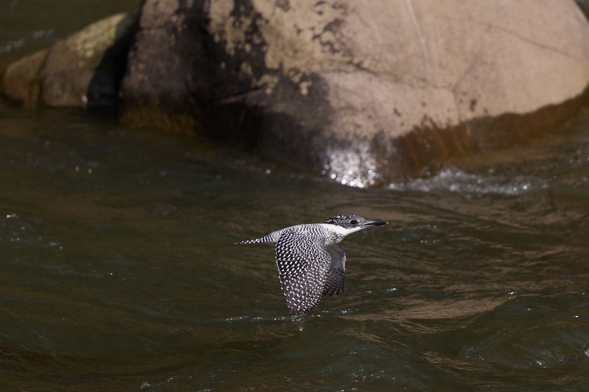 Photo of Crested Kingfisher at 奈良県 by 明石のおやじ