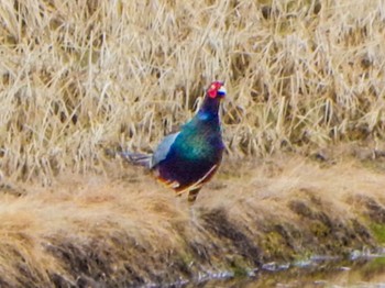 2024年3月29日(金) 阿賀川(福島県)の野鳥観察記録