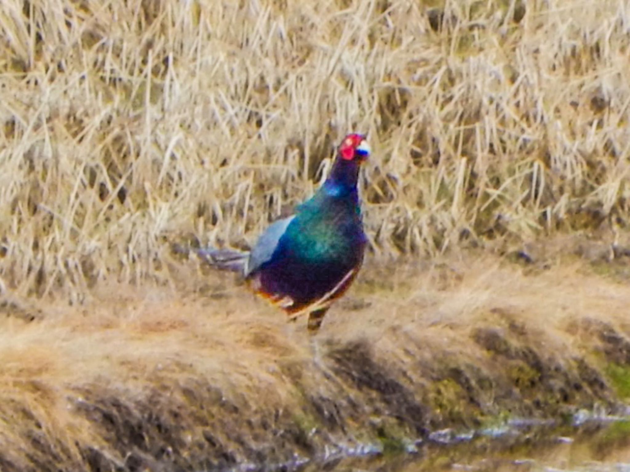 Photo of Green Pheasant at 阿賀川(福島県) by HIKARI  ξ(｡◕ˇ◊ˇ◕｡)ξ