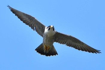 ハヤブサ 青葉山公園 2024年3月30日(土)