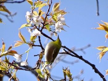 Sat, 3/30/2024 Birding report at Maioka Park