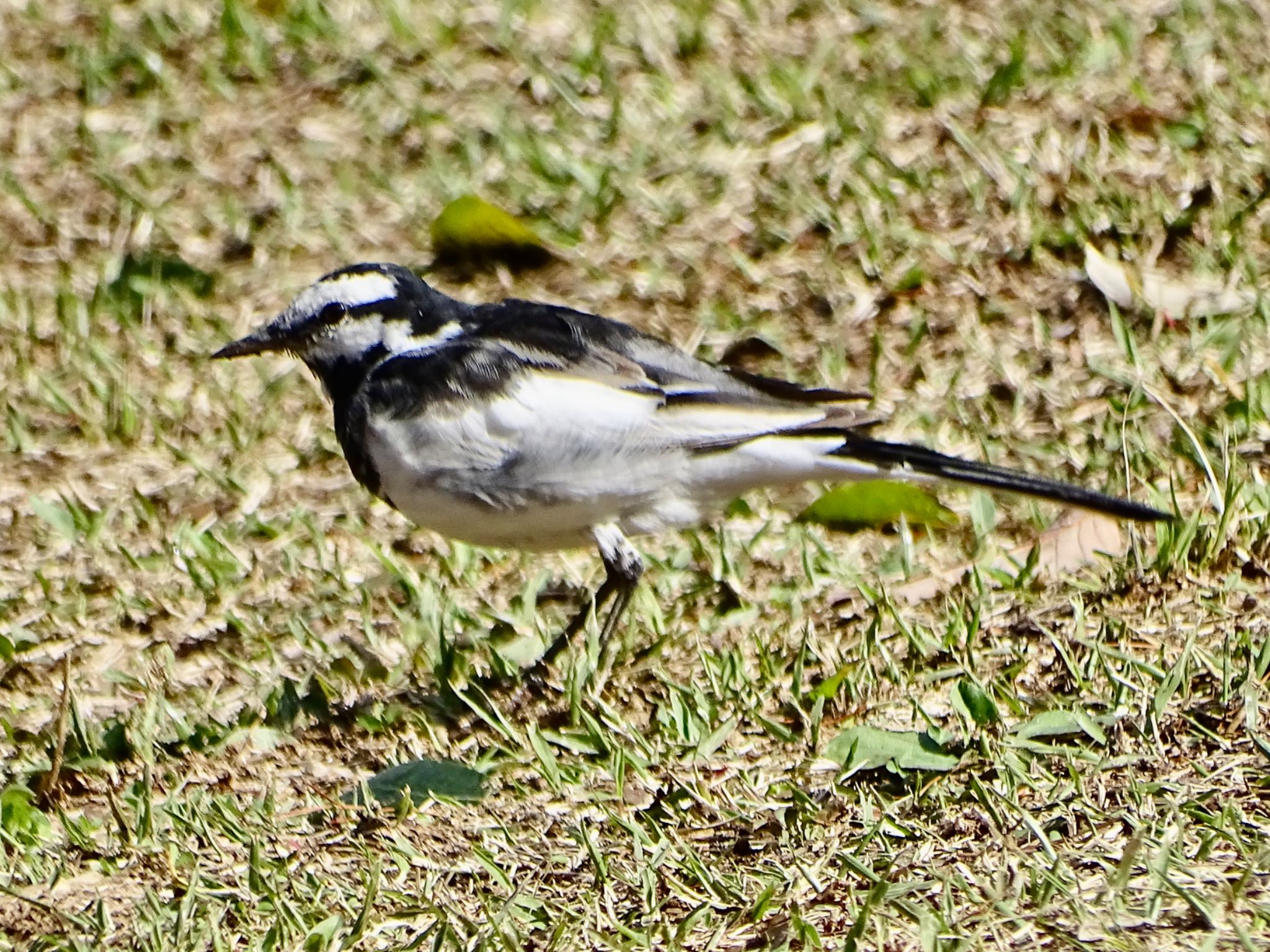 舞岡公園 ハクセキレイの写真 by KAWASEMIぴー