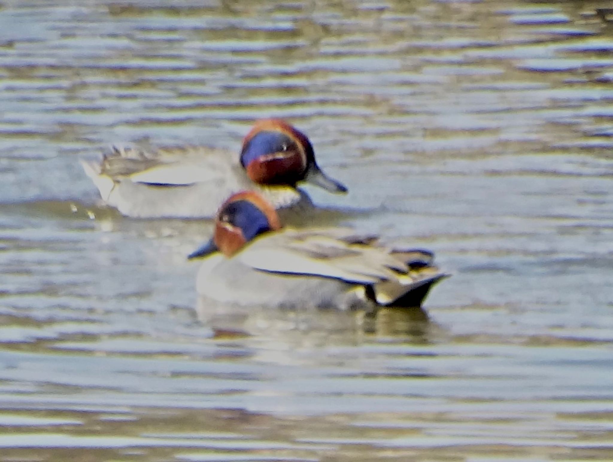 Eurasian Teal