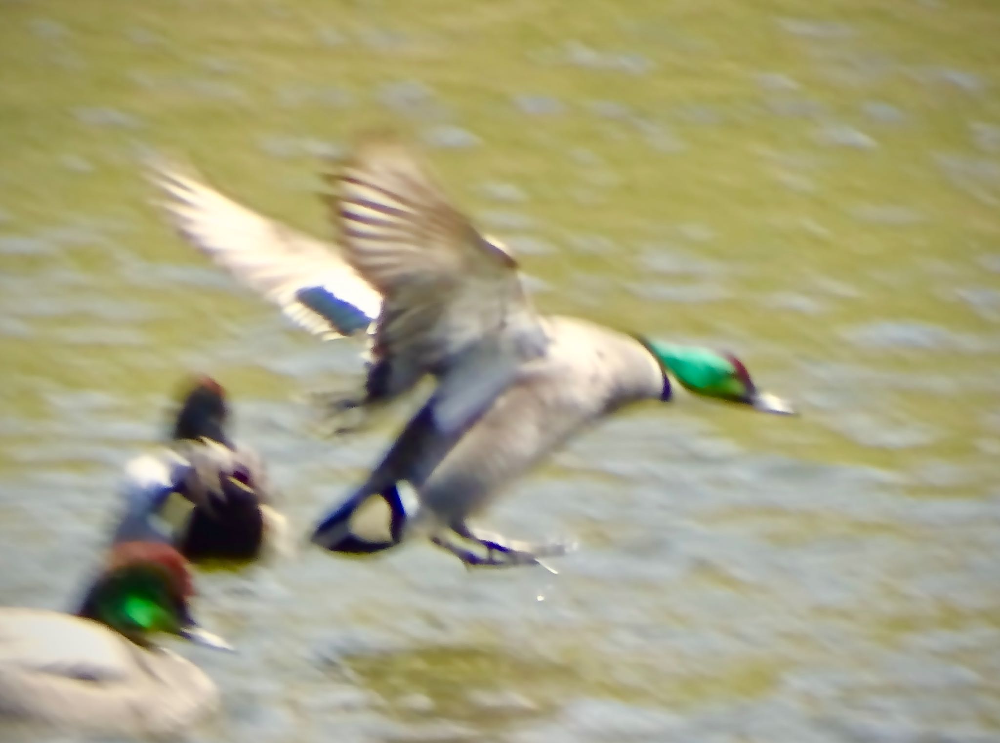 Falcated Duck